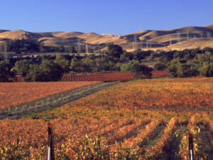 Subarea 6 Vineyards at Wetmore Rd