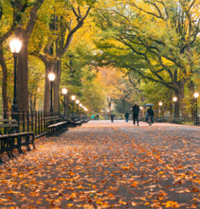 Tree-lined park promenade with autumn leaves