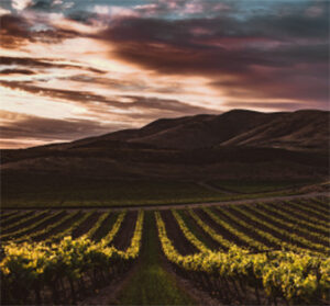 Vineyard rows leading toward rolling hills at sunset