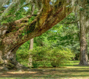 Ancient oak tree draped in Spanish moss