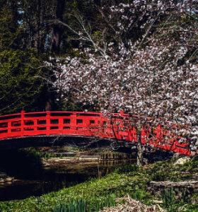 Red arched bridge beside blossoming cherry trees