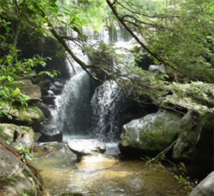Forest waterfall cascading over mossy rocks