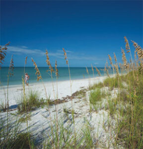 Sea oats on a white sand beach