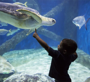 Child pointing at turtle in aquarium