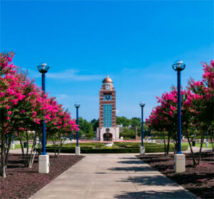 Campus clock tower framed by pink flowering trees
