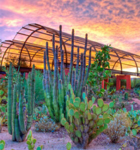 Desert garden of cacti beneath arched greenhouse