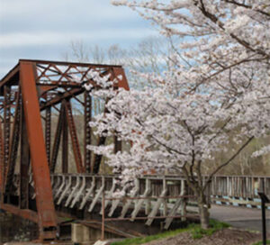 Rustic iron bridge framed by blooming cherry trees